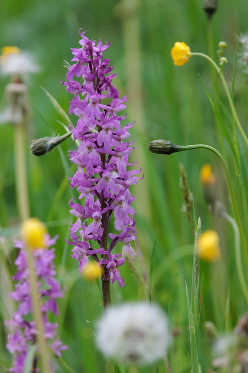  Orchis mascula